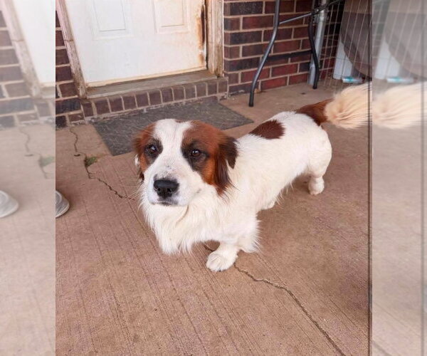 Medium Photo #1 Colonial Cocker Spaniel-Unknown Mix Puppy For Sale in Grafton, WI, USA