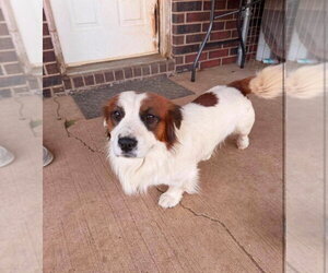 Colonial Cocker Spaniel-Unknown Mix Dogs for adoption in Grafton, WI, USA