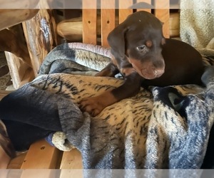 Doberman Pinscher Puppy for Sale in BOUCKVILLE, New York USA