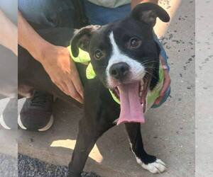 American Pit Bull Terrier Dogs for adoption in Low Moor, VA, USA