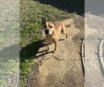 Small #1 Retriever  Mix