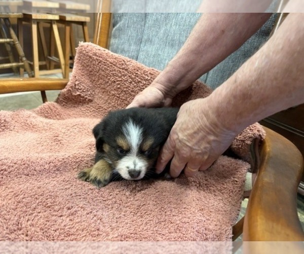 Medium Photo #6 Australian Shepherd Puppy For Sale in AUBURN, IN, USA