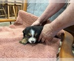 Small #5 Australian Shepherd