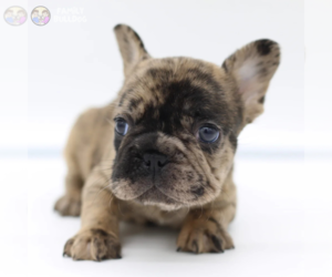 French Bulldog Puppy for sale in NEW YORK, NY, USA