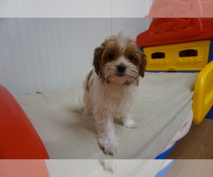 Havanese Puppy for sale in PARKER, CO, USA