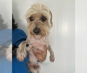 Cockapoo (Miniature) Dogs for adoption in San Bernardino, CA, USA