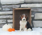 Puppy Ginger Beagle