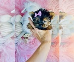 Small #3 Yorkshire Terrier