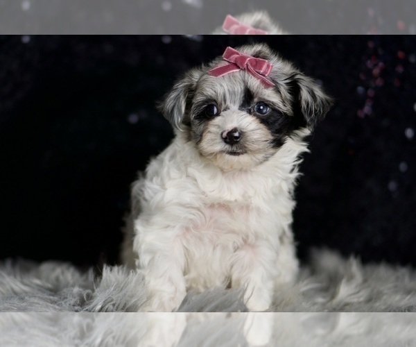 Medium Photo #4 Morkie Puppy For Sale in WARSAW, IN, USA
