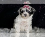 Small #3 Morkie