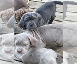 Small Photo #21 Neapolitan Mastiff Puppy For Sale in FARMINGTN HLS, MI, USA