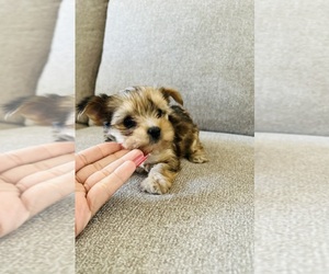 Yorkshire Terrier Puppy for sale in SAN BERNARDINO, CA, USA