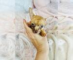 Small Photo #8 Chihuahua Puppy For Sale in ORLANDO, FL, USA