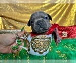 Small Photo #60 French Bulldog Puppy For Sale in HAYWARD, CA, USA