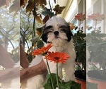 Small Photo #7 Shih Tzu Puppy For Sale in PALMETTO, FL, USA