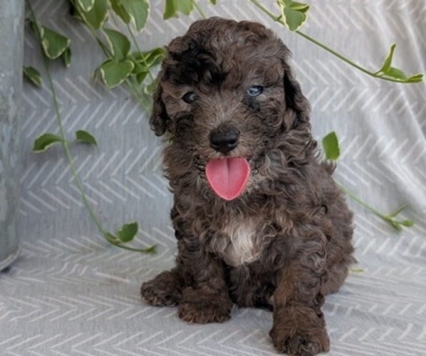 Medium Photo #9 Poodle (Toy) Puppy For Sale in GOSHEN, IN, USA