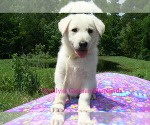 German Shepherd Dog Puppy for sale in PIEDMONT, MO, USA