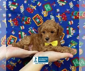 Poodle (Toy) Puppy for sale in WINNSBORO, LA, USA