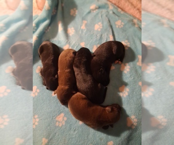 Medium Photo #6 German Malinois-Labrador Retriever Mix Puppy For Sale in FITZGERALD, GA, USA