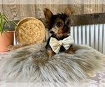 Small #2 Yorkshire Terrier