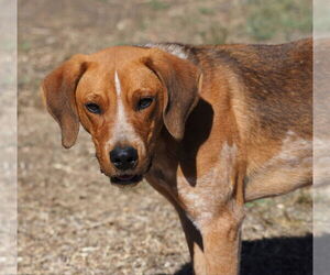 Coonhound-Unknown Mix Dogs for adoption in Chama, NM, USA