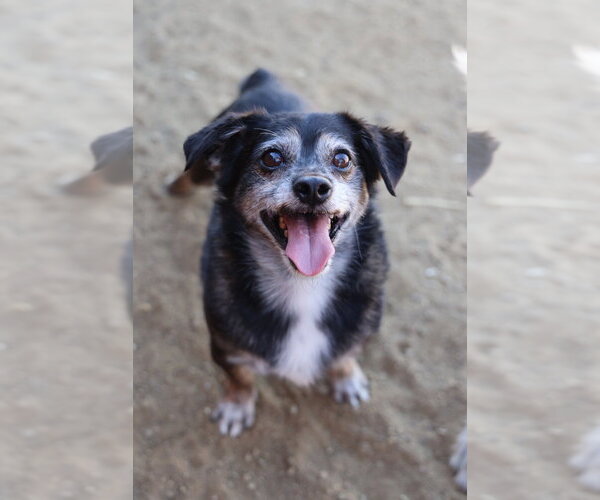 Medium Photo #1 Chihuahua Puppy For Sale in Studio City, CA, USA