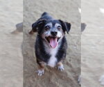 Lil Dude #5299 - Male Chihuahua Dog for Adoption - Small photo