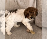Small #12 Poochon