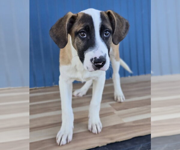 Medium Photo #2 Labrador Retriever-Unknown Mix Puppy For Sale in Lakewood, CO, USA