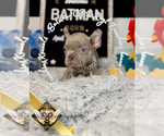 Small #4 French Bulldog