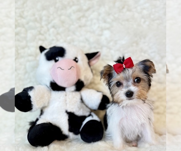 Medium Photo #3 Yorkshire Terrier Puppy For Sale in REDLANDS, CA, USA