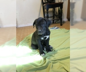 Cane Corso Puppy for sale in AMARILLO, TX, USA