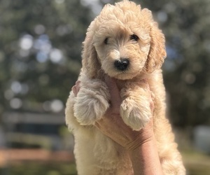 Medium Goldendoodle