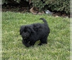 Small #1 Miniature Bernedoodle