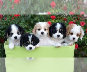 Cava-lon Puppy for sale in CHINO VALLEY, AZ, USA