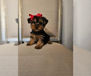 Yorkshire Terrier Puppy for sale in INDIANAPOLIS, IN, USA