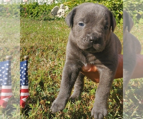 Medium Photo #1 Cane Corso Puppy For Sale in WARMINSTER, PA, USA