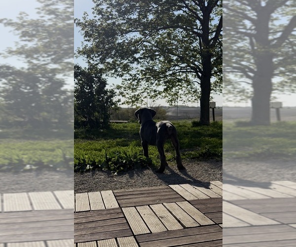 Medium Photo #3 Cane Corso Puppy For Sale in STUART, IA, USA