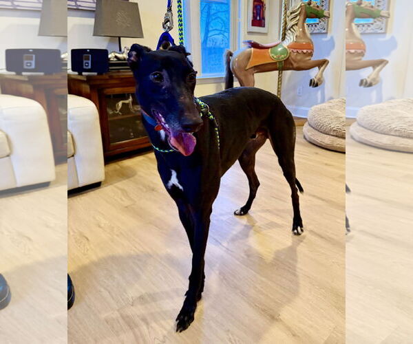 Medium Photo #3 Greyhound Puppy For Sale in Cherry Hill, NJ, USA