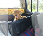 Small #2 Poodle (Miniature)
