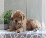 Small Photo #5 Golden Retriever Puppy For Sale in GORDONVILLE, PA, USA