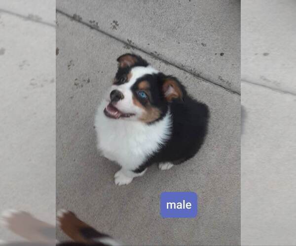 Medium Photo #10 Australian Shepherd Puppy For Sale in VANCOUVER, WA, USA