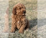 Small #8 Goldendoodle-Poodle (Miniature) Mix