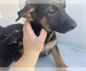 German Shepherd Dog-Irish Wolfhound Mix Dogs for adoption in Houston, TX, USA