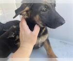 Small German Shepherd Dog-Irish Wolfhound Mix