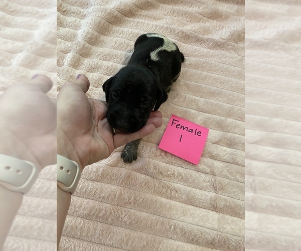 Medium Photo #5 German Shorthaired Pointer Puppy For Sale in OXFORD, FL, USA