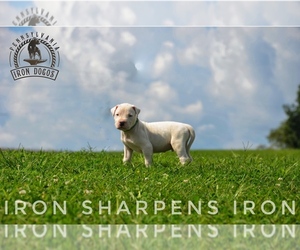 Dogo Argentino Litter for sale in TURBOTVILLE, PA, USA