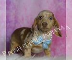 Small #4 Dachshund