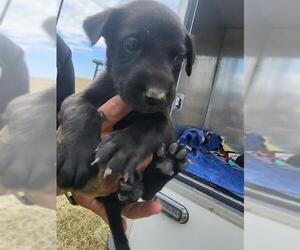 Labrador Retriever-Unknown Mix Dogs for adoption in San Antonio, TX, USA