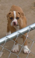 American Bulldog Puppy for sale in OPELIKA, AL, USA